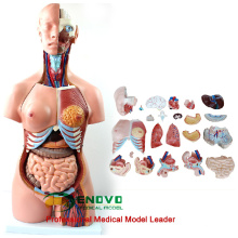 TORSO06(12017) 45CM Unisex 23 Parts Torso Anatomical Educational Models 12017